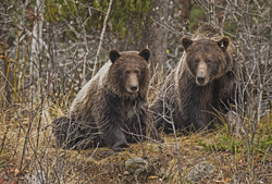 Brown Bears in Jungle