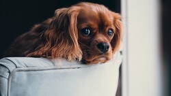 Brown Color Cute Puppy Photo