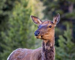 Brown Deer 4K Image Download