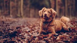 Brown Dog Sitting on Leaves