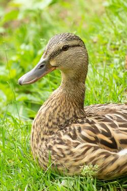 Brown Duck on Green Grass