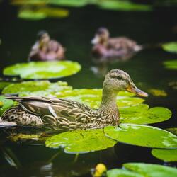 Brown Duck on Water During Daytime