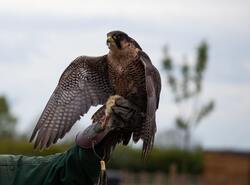 Brown Eagle Bird on Person Hand