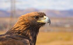 Brown Eagle Close Up Photography