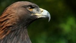 Brown Eagle with Sharp Beak HD Wallpaper