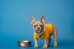 Brown French Bulldog in Yellow Shirt