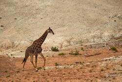 Brown Giraffe on Desert