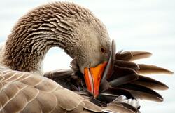 Brown Goose Bird Close up