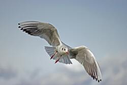 Brown Headed Gull Flying