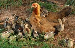 Brown Hen With Chickens