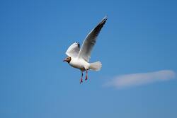 Brown Hooded Gull Bird Flying