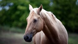 Brown Horse With White Hair