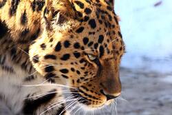 Brown Leopard HD Wallpaper