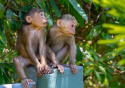 Brown Monkeys Sitting on Concrete