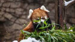 Brown Panda Eating Grass