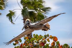 Brown Pelican Gliding Over a Tree HD Wallpaper