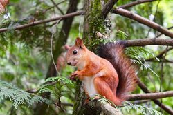 Brown Squirrel Animal on Tree