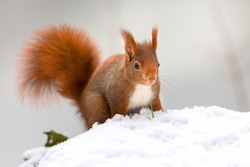 Brown Squirrel Animal Photo