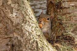 Brown Squirrel on Brown Tree