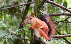 Brown Squirrel on Tree