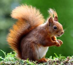 Brown Squirrel Pic Download