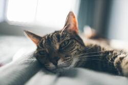 Brown Tabby Cat Lying on White