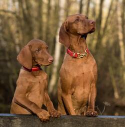 Brown Weimaraner Dogs Photo