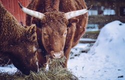 Bull Animal Eating Grass