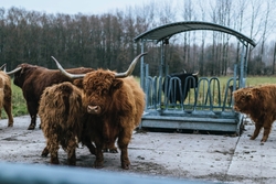 Bull Animal Standing Near Forest