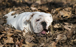 Bulldog Dog Sleeping on Leaves