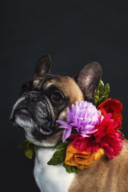 Bulldog with Flower