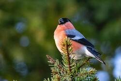 Bullfinch Bird on Tree Branch