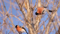 Bullfinch Birds on Dry Tree
