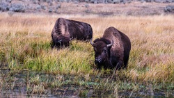 Bulls in Grass