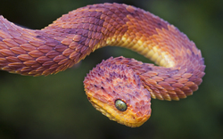 Bush Viper Wild Snake Photo