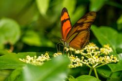 Butterfly and Green Leaves 4K Pics