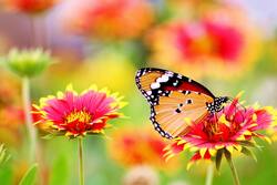 Butterfly Feeding From Flower