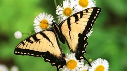 Butterfly HD Wallpaper