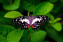 Butterfly in Ultra HD Quality Wallpaper