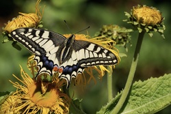 Butterfly Insect 5K Image