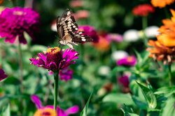 Butterfly On A Flower