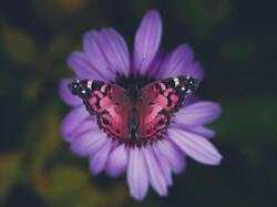 Butterfly on Flower