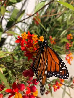 Butterfly on Flowers Mobile Pics