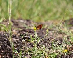 Butterfly on Grass Photo