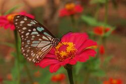 Butterfly on Pink Flower