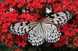 Butterfly on Red Flower