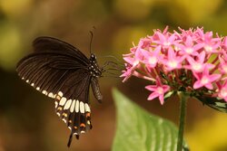 Butterfly On Wildflower
