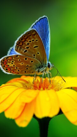 Butterfly on Yellow Flower Mobile Photo