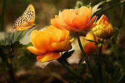 Butterfly On Yellow Flower Rose