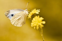 Butterfly Seating at Flowers